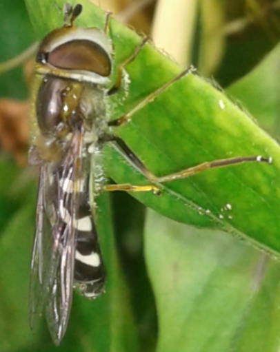 Syrphidae : Scaeva pyrastri